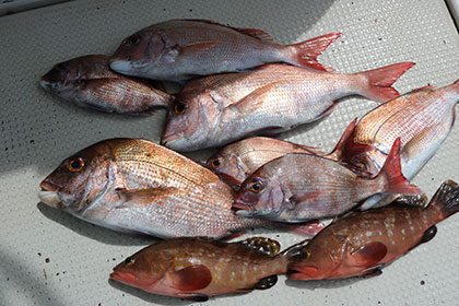 松本釣船２ 釣果