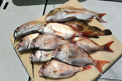 松本釣船２ 釣果
