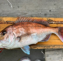 幸吉丸 釣果