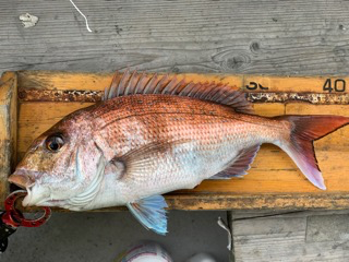 幸吉丸 釣果