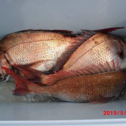 大進丸(新潟) 釣果