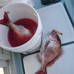 遊漁船ブルーウッズ 釣果