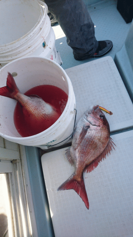 遊漁船ブルーウッズ 釣果