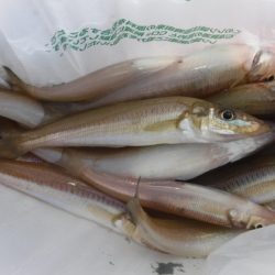 遊漁船 幸友丸 釣果