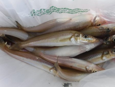 遊漁船 幸友丸 釣果