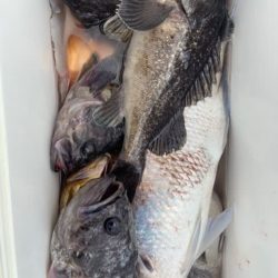 宝昌丸 釣果