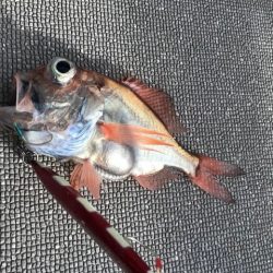 へいみつ丸 釣果