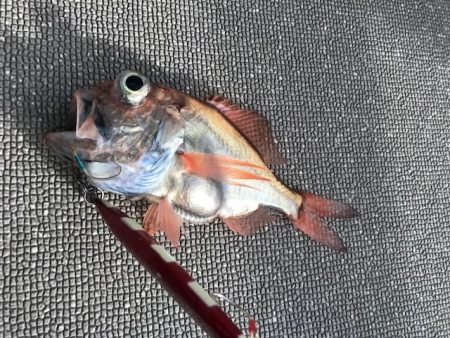 へいみつ丸 釣果