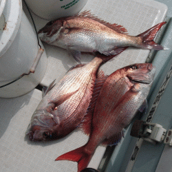 遊漁船ブルーウッズ 釣果