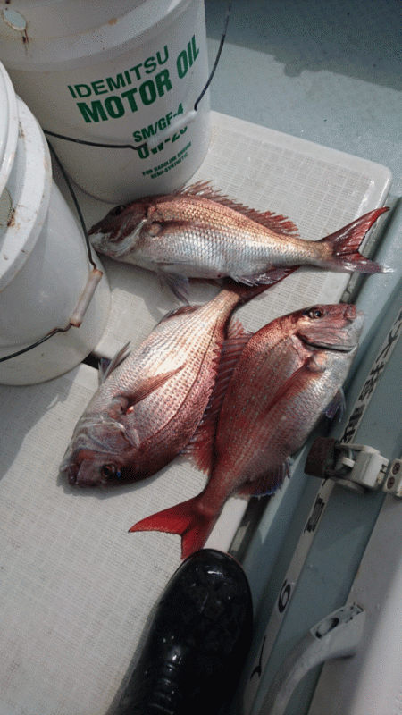 遊漁船ブルーウッズ 釣果