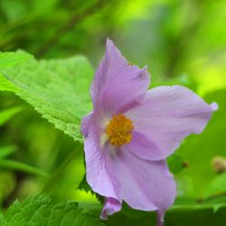 小菅トラウトガーデン 釣果
