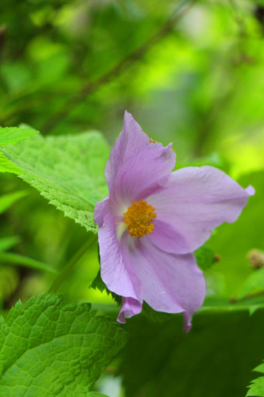 小菅トラウトガーデン 釣果