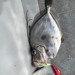 へいみつ丸 釣果