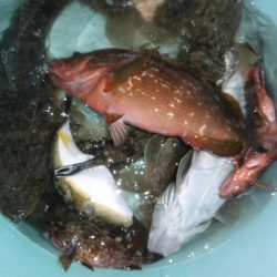 かもめ釣船 釣果