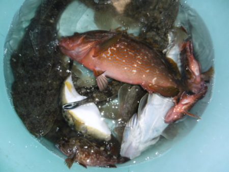 かもめ釣船 釣果