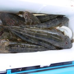 かもめ釣船 釣果