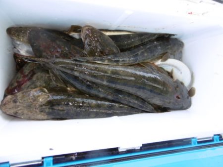 かもめ釣船 釣果