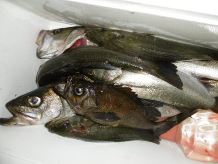 かもめ釣船 釣果