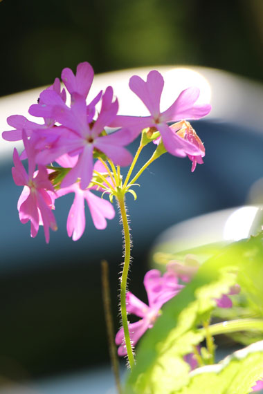 小菅トラウトガーデン 釣果