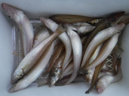 遊漁船 幸友丸 釣果