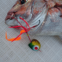 遊漁船ブルーウッズ 釣果