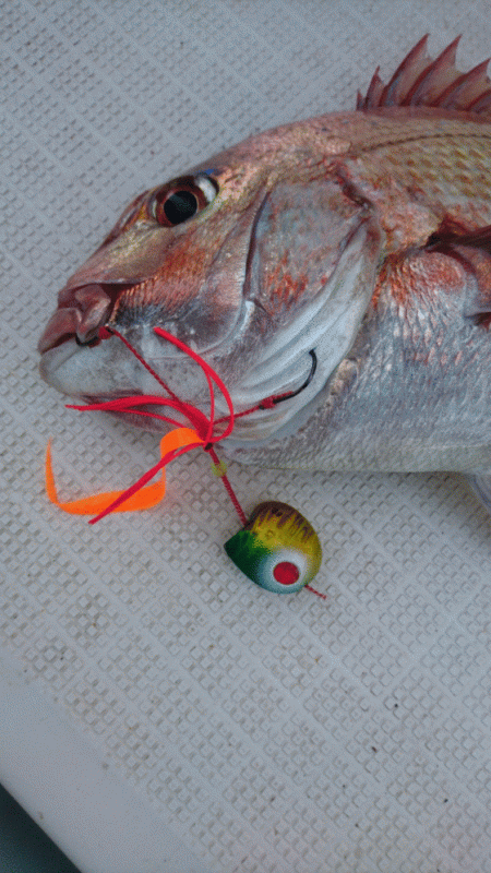 遊漁船ブルーウッズ 釣果