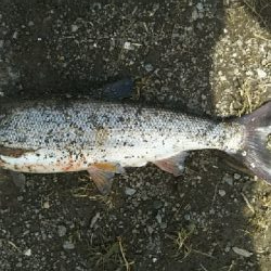 意外なところに