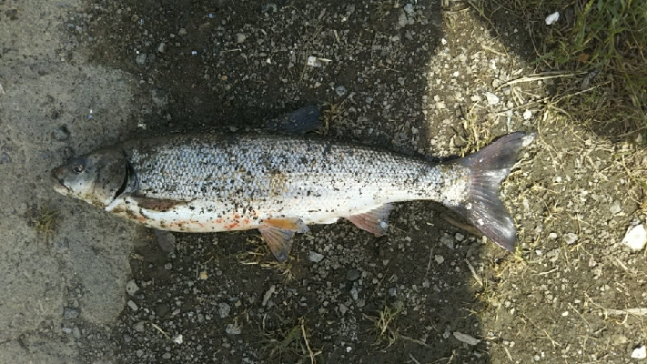 意外なところに