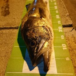 ウナギ釣り(ついでにスズキリベンジ)