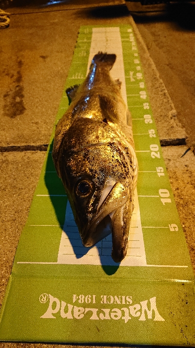 ウナギ釣り(ついでにスズキリベンジ)