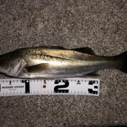 二見メバリング21