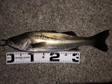 二見メバリング21