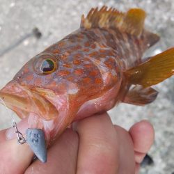 リベンジ達成！