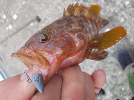 リベンジ達成！