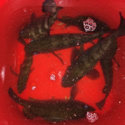 二見メバリング20