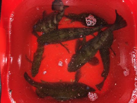 二見メバリング20