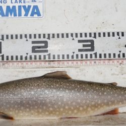 フィッシングレイクたかみや 釣果