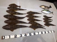 オーシャンマスター 釣果