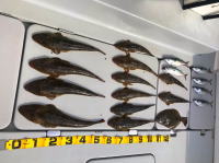 オーシャンマスター 釣果