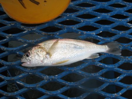オリジナルメーカー海づり公園(市原市海づり施設) 釣果
