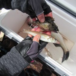 オリジナルメーカー海づり公園(市原市海づり施設) 釣果