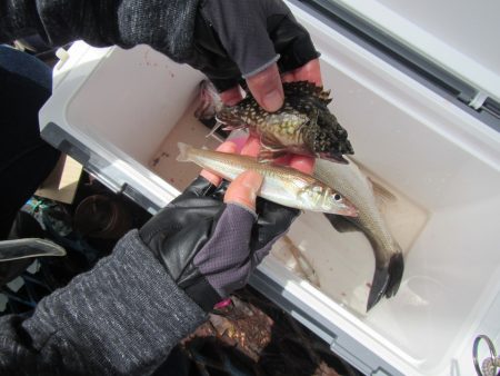 オリジナルメーカー海づり公園(市原市海づり施設) 釣果