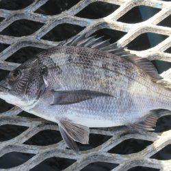 オリジナルメーカー海づり公園(市原市海づり施設) 釣果