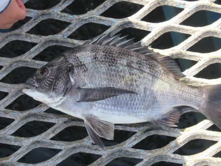 オリジナルメーカー海づり公園(市原市海づり…