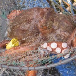 オリジナルメーカー海づり公園(市原市海づり施設) 釣果
