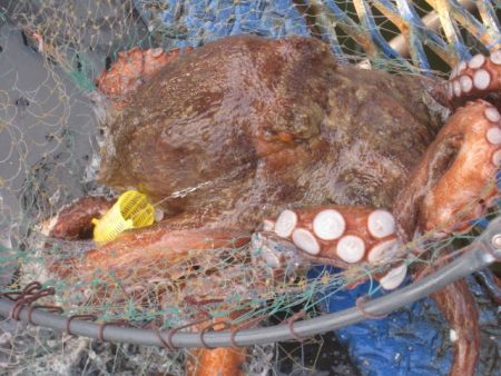 オリジナルメーカー海づり公園(市原市海づり施設) 釣果