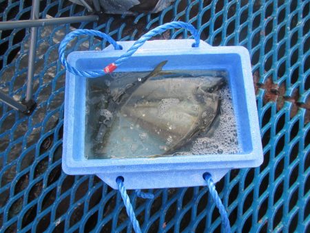 オリジナルメーカー海づり公園(市原市海づり施設) 釣果