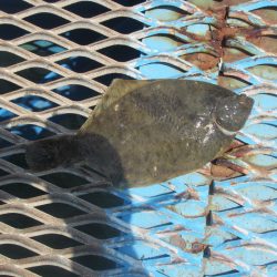 オリジナルメーカー海づり公園(市原市海づり施設) 釣果