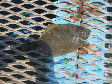 オリジナルメーカー海づり公園(市原市海づり施設) 釣果