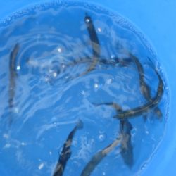 オリジナルメーカー海づり公園(市原市海づり施設) 釣果